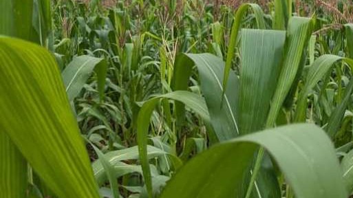 Maize Series - David Kosgel, Kenya