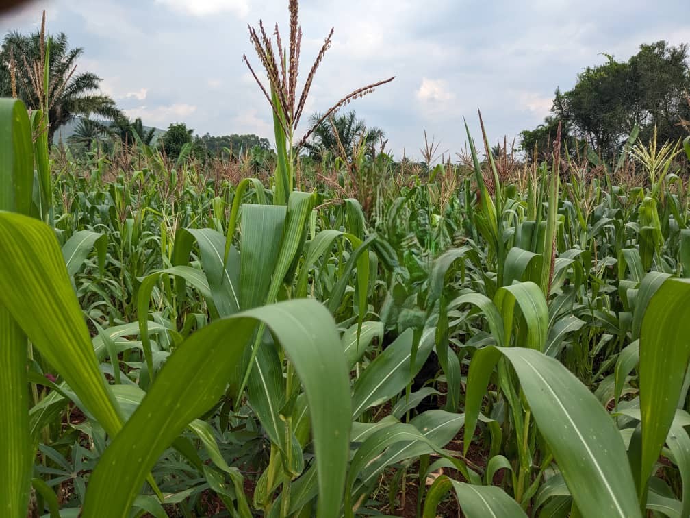 Feeding the Continent: Maize Production Across Africa