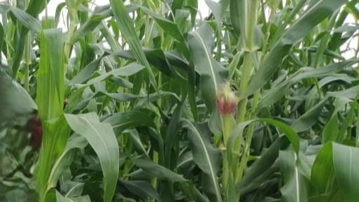 Conversations on Maize: Lessons from Nigeria’s Fields