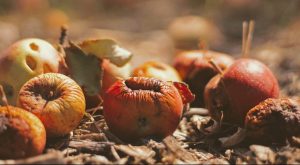 selective focus photography of dried fruits on field