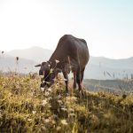 shallow focus photo of brown cow