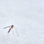brown winged insect photograph