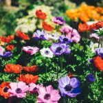 assorted flowers in shallow focus lens