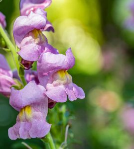 purple flower in tilt shift lens