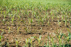 corn field during daytime